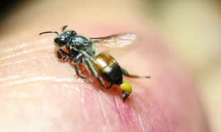 Ảnh minh họa: Internet