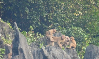 Xuất hiện 2 đàn khỉ mốc quý hiếm trong khu bảo tồn voọc gáy trắng