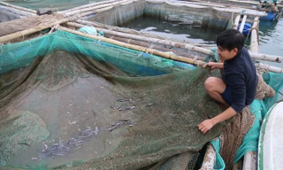 Cá nuôi lồng chết hàng loạt sau khi xuất hiện váng đen ‘lạ’ trên mặt nước 