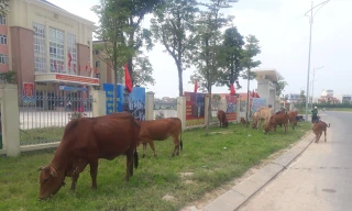 Đàn bò được thả rông trong phố gây mất mĩ quan đô thị.