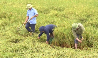 Chủ tịch UBND tỉnh Quảng Bình xuống đồng chỉ đạo khắc phục diện tích lúa đổ ngã do mưa lớn 