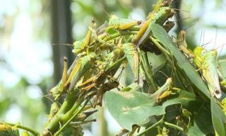 Hàng triệu con châu chấu tấn công mùa màng ở Quảng Bình 