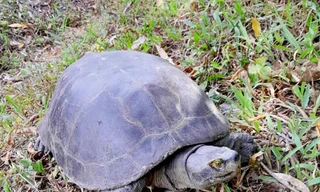 Đi làm đồng bắt được cá thể rùa quý hiếm nặng 15kg 