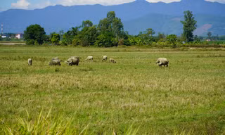 Hơn 6.000 ha đất ruộng bị bỏ hoang vì nông dân sợ... chuột 