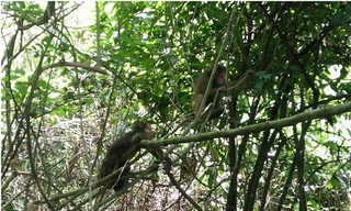 Cá thể Khỉ được thả về với tự nhiên