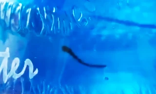 Đỉa trong bình nước