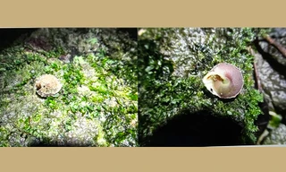 Phát hiện loài ốc lạ trong hang động lớn nhất hành tinh 