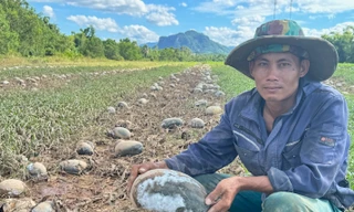 Nước mắt người trồng dưa rơi theo trận lũ trái mùa ở Quảng Bình