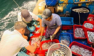 Mực xuất hiện dày đặc, có người câu được 100kg trong đêm