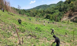 Quảng Bình: Cưỡng chế nhiều diện tích keo trồng trên đất rừng tự nhiên sau khi báo chí phản ánh 