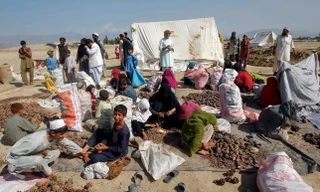 Người dân Afghanistan thu hoạch hạt thông. (Ảnh: Reuters)