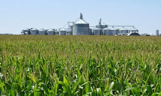 Một cánh đồng ngô ở Mỹ. (Ảnh: Reuters)