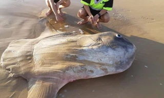 Hình ảnh con cá Thái dương dạt vào bờ biển Úc. (Ảnh: Jacob Jones)