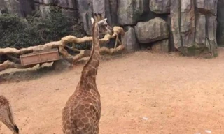 Số tiền bị ném vào chuồng hươu hôm 16/4. (Ảnh: SCMP)