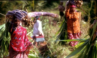 Nhiều phụ nữ Ấn Độ phải làm việc vất vả trên những cánh đồng mía. (Ảnh: KCET)