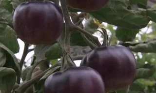 Lai tạo giống cà chua ruột đỏ, vỏ đen