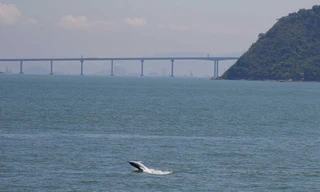 Một con cá heo nhảy lên khỏi mặt nước trước cầu Hồng Kông - Chu Hải - Macau. Ảnh: Bobby Yip