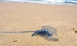 Một sinh vật có tên địa phương là Bluebottles. Ảnh: Twitter.