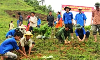 Thanh niên tình nguyện hỗ trợ bà con đồng bào dân tộc trồng rừng (ảnh ML)