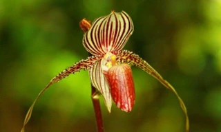 Loài hoa lan 15 năm mới nở một lần, 136 triệu đồng/cây