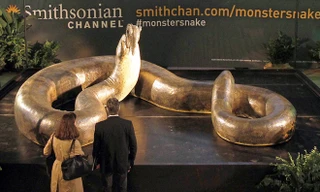 Quái vật rắn khổng lồ cai trị thời tiền sử Colombia