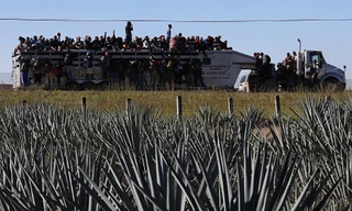 Những người di cư Trung Mỹ trên một chiếc xe tải di chuyển qua các trang trại để đến biên giới Mỹ. Ảnh: AP