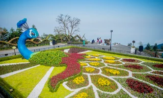 Xuân ngất ngây ở 'xứ hoa nở trong mây' Bà Nà