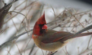 Con chim hồng y kì lạ được chụp lại với ngoại hình nửa đực, nửa cái.