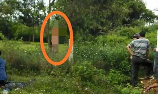 Khu vực rừng keo nơi ông H. chết ở thế treo cổ