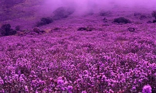 Neelakurinji, loài hoa hiếm chỉ nở 12 năm một lần ở Ấn Độ