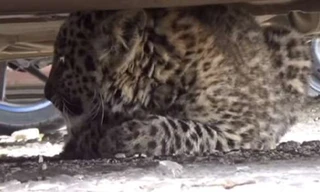 Một con báo tuyết nằm trong gầm một chiếc ô tô nằm trong bãi đậu.