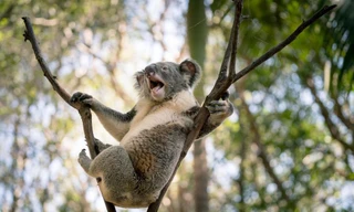 Gấu Koala đực gợi cảm, khoe dáng không kém siêu mẫu