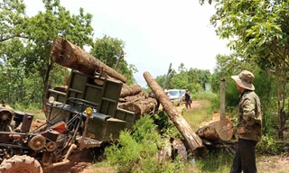 Xử lý hàng loạt cá nhân mượn danh dự án phá rừng