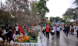 Hoa anh đào that trưng bày trong không gian tượng đài Lý Thái Tổ