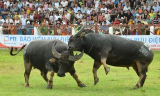 Bộ Văn hoá yêu cầu Hải Phòng thực hiện một loạt giải pháp đảm bảo lễ hội chọi trâu an toàn, đúng hồ sơ di sản văn hoá phi vật thể.