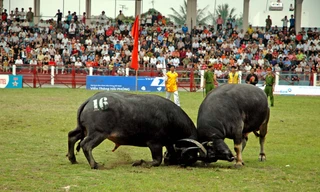 Bộ VHTTDL đề nghị tang cường quản lý, tổ chức lễ hội nói chung, đặc biệt lễ hội chọi trâu Đồ Sơn