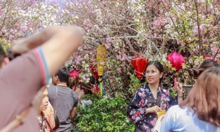 Kéo dài thêm lễ hội hoa anh đào để phục vụ người dân