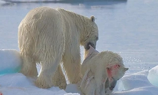 Sững sờ Gấu trắng Bắc Cực ăn thịt đồng loại