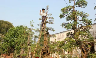 Vườn kiểng độc của chủ nhân cặp khế 7 tỷ đồng