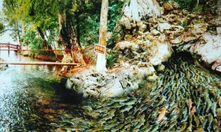 Bí ẩn suối cá thần Cẩm Lương nhiều điều chưa thể lý giải