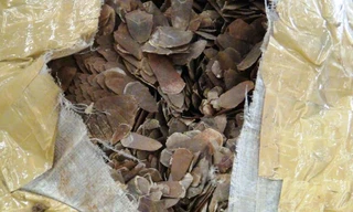 Hơn 40 kg vảy Tê Tê bị thu giữ