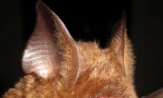 Loài dơi Grifin mũi lá. (Nguồn: AFP) 