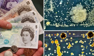 Cực sốc khi biết tiền polymer chúng ta vẫn dùng có thể BẨN đến như thế nào 