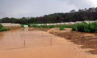 Vườn rau bị ngập sâu trong làn nước đục 