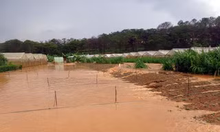 Vườn rau bị ngập sâu trong làn nước đục 