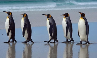 1001 thắc mắc: Vì sao chim cánh cụt không thể bay