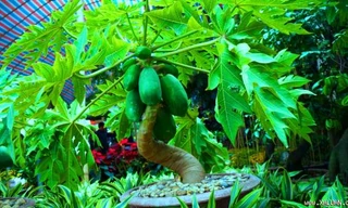 Hoa cảnh Tết: Từ su hào 70.000 đến mai vàng 2 tỷ