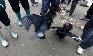 Tới chợ phiên Bắc Hà xem chọi gà lạ mắt