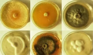 Loài nấm Trichoderma reesei. Ảnh: Daily Mail.