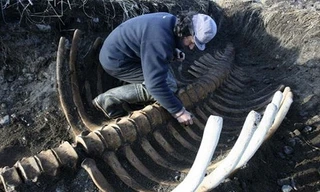 Bộ xương nhô lên trên bãi biển giống như một hàng rào. Ảnh:Siberian Times.